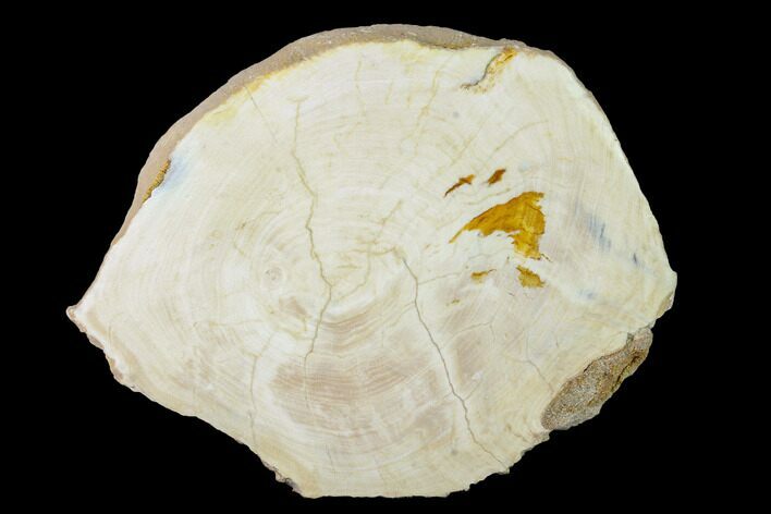 Polished Petrified Wide Round - Texas #166488